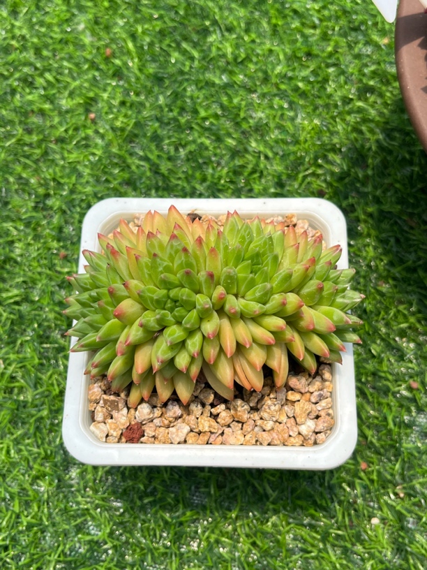 毕加索多肉植物群生老桩