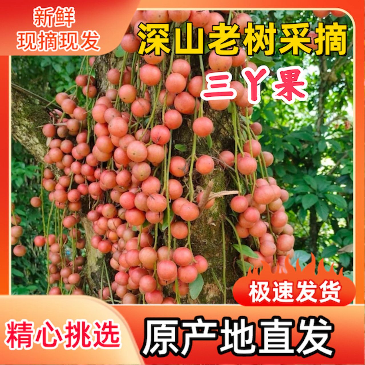 三丫果云南水果酸甜时令罕见木奶果稀有野生当季边境木山竹