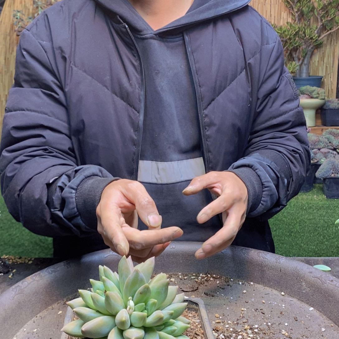 Y****～203号重楼多肉