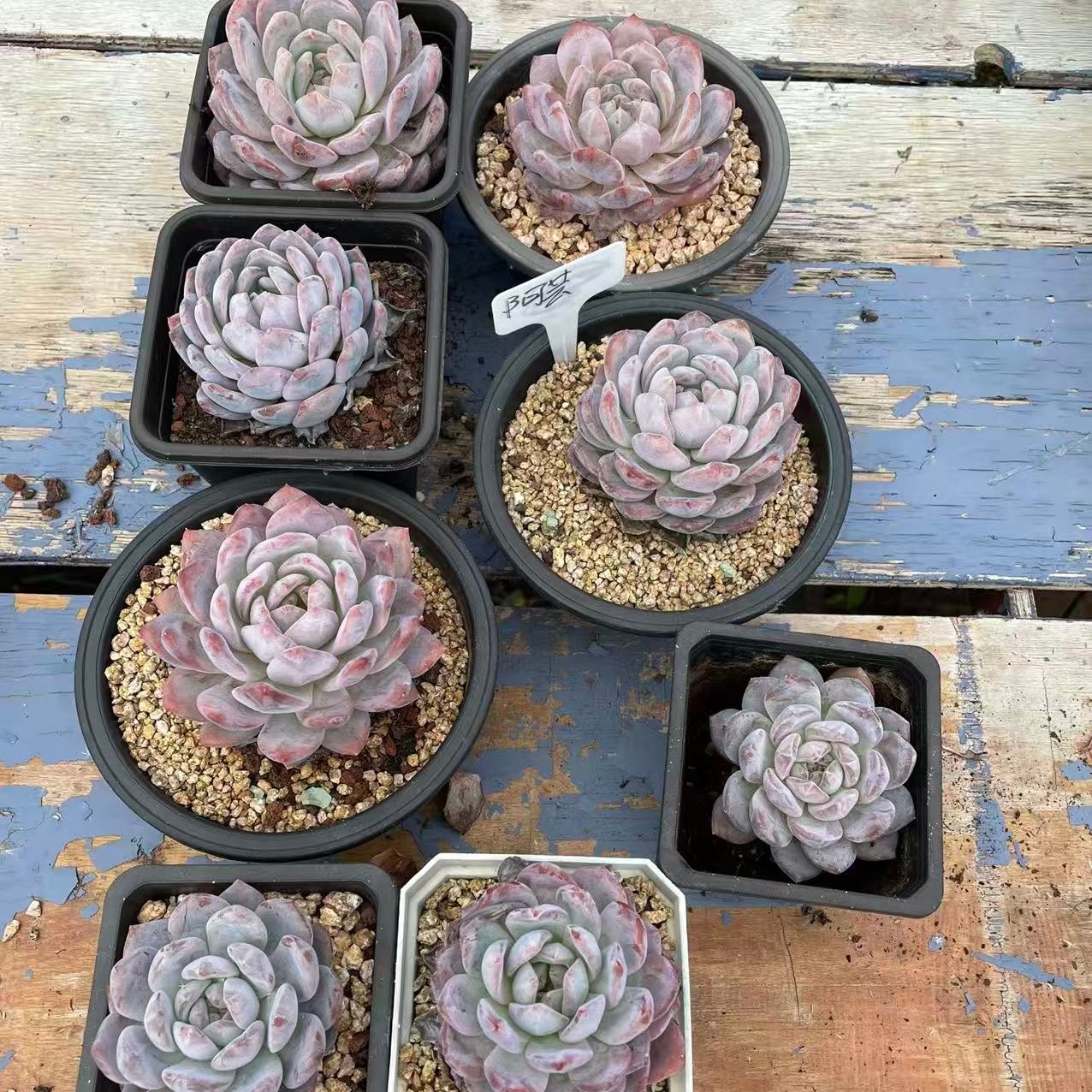 星梦多肉云南精品老桩多肉一物一拍