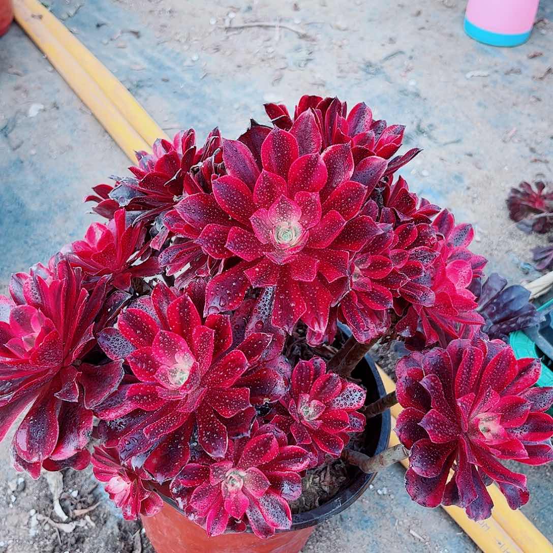 精品美杜莎老桩一颗20