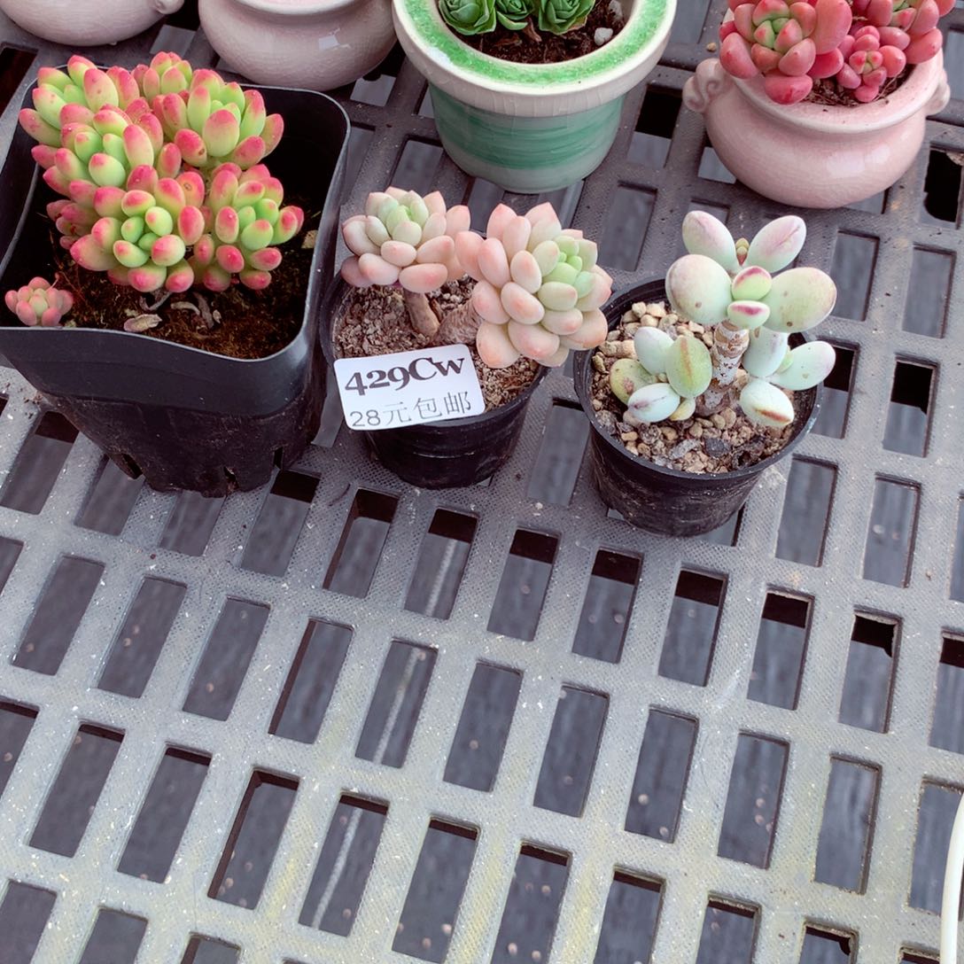 五厘米盆精控多肉429三盆