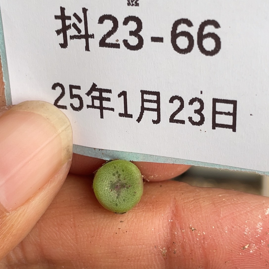 23-66肉锥十字钮扣肉锥