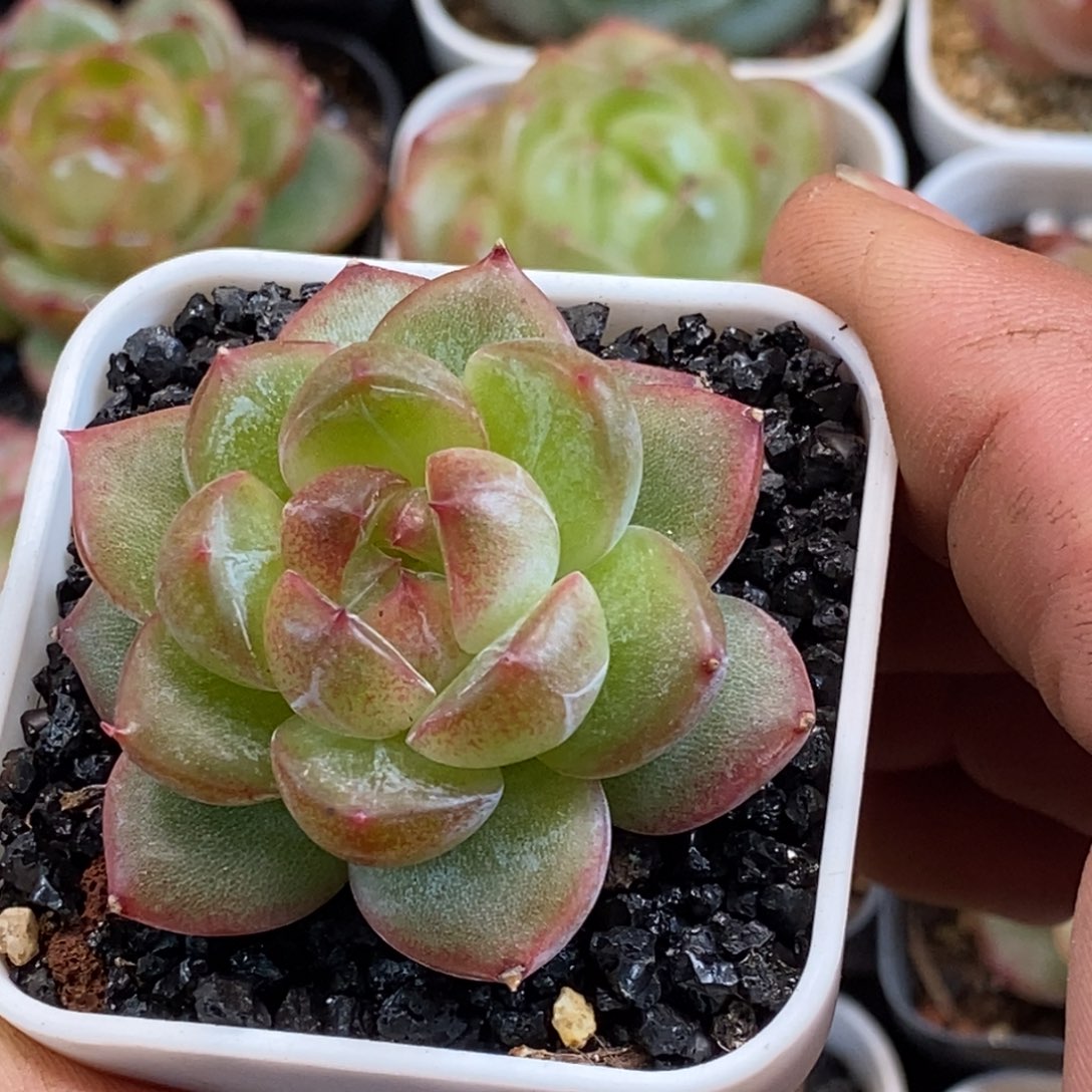 天官赐福把握机会