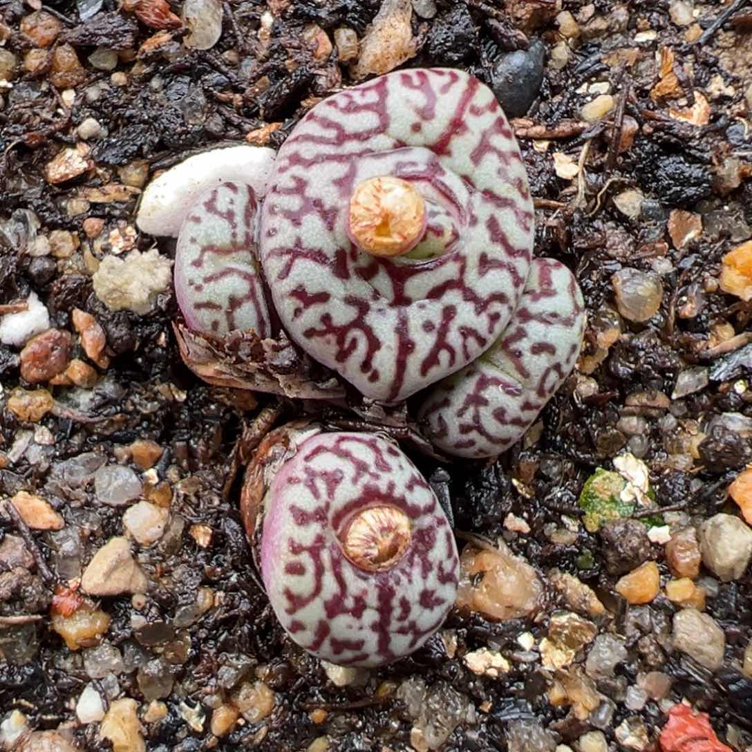 1.27好看的多肉888