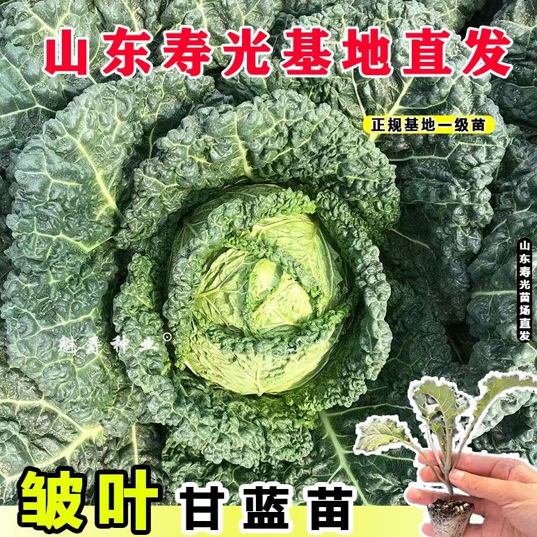 皱叶甘蓝种子泡泡甘蓝甘兰种籽沙拉卷心菜包菜苗子四季蔬菜种孑秧