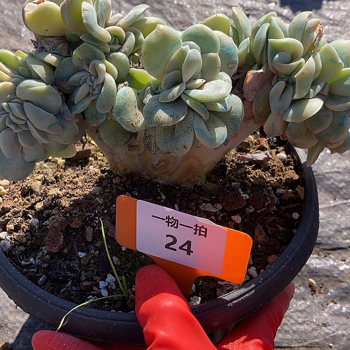 24 一物一拍不退不换