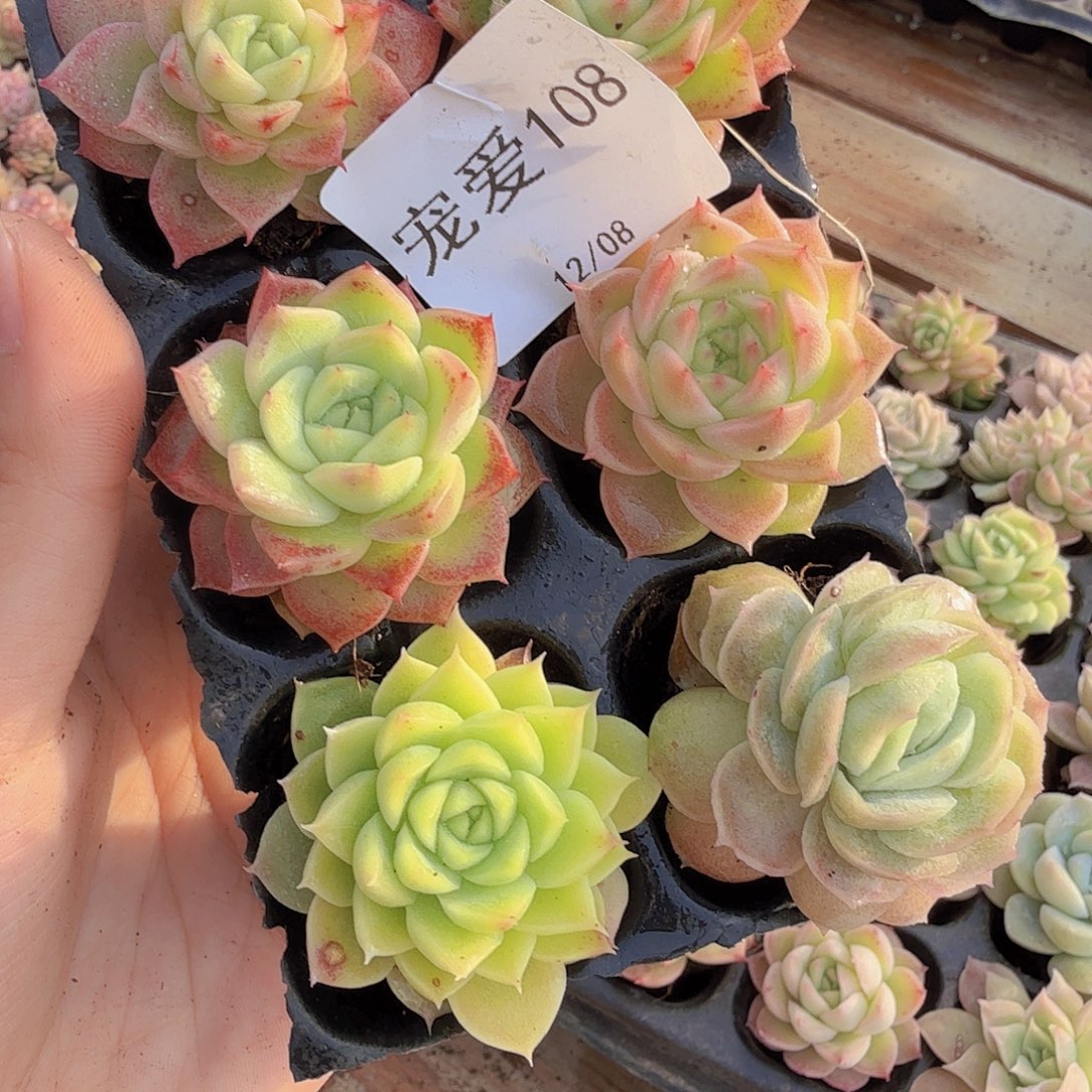 直播福利一物一拍108