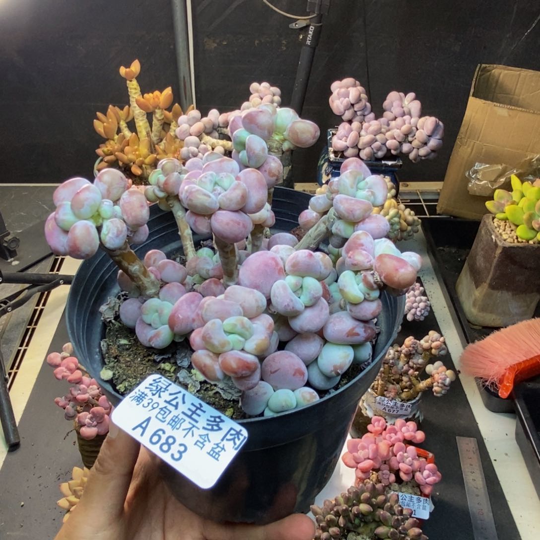 683腰子洛神多肉10cm