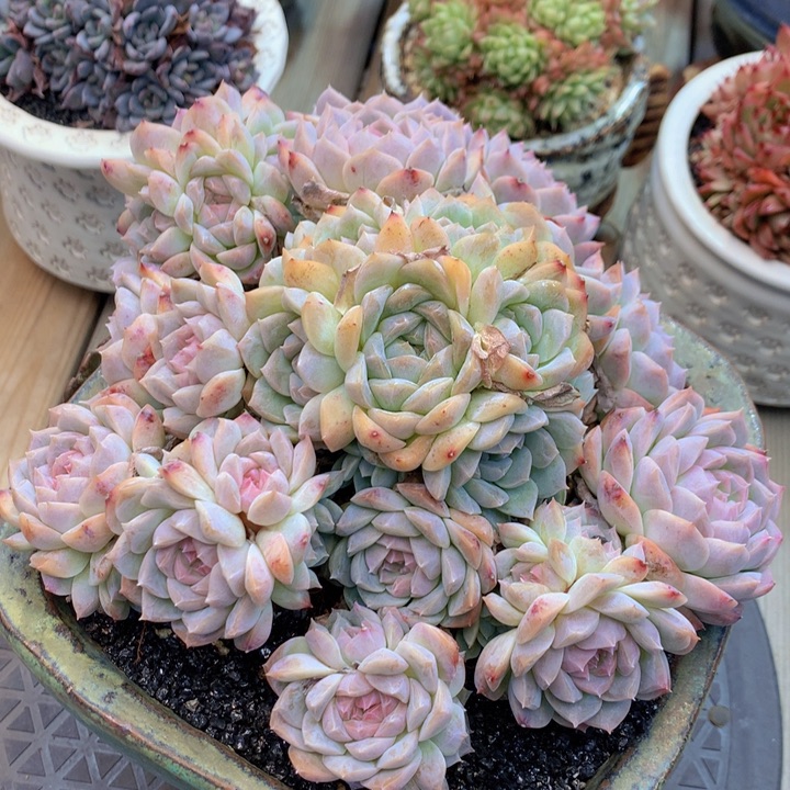 一物一拍脱土洛根发货104