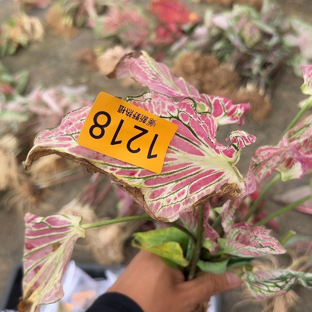 三***一完全开放1218粉色和声裸球不售后