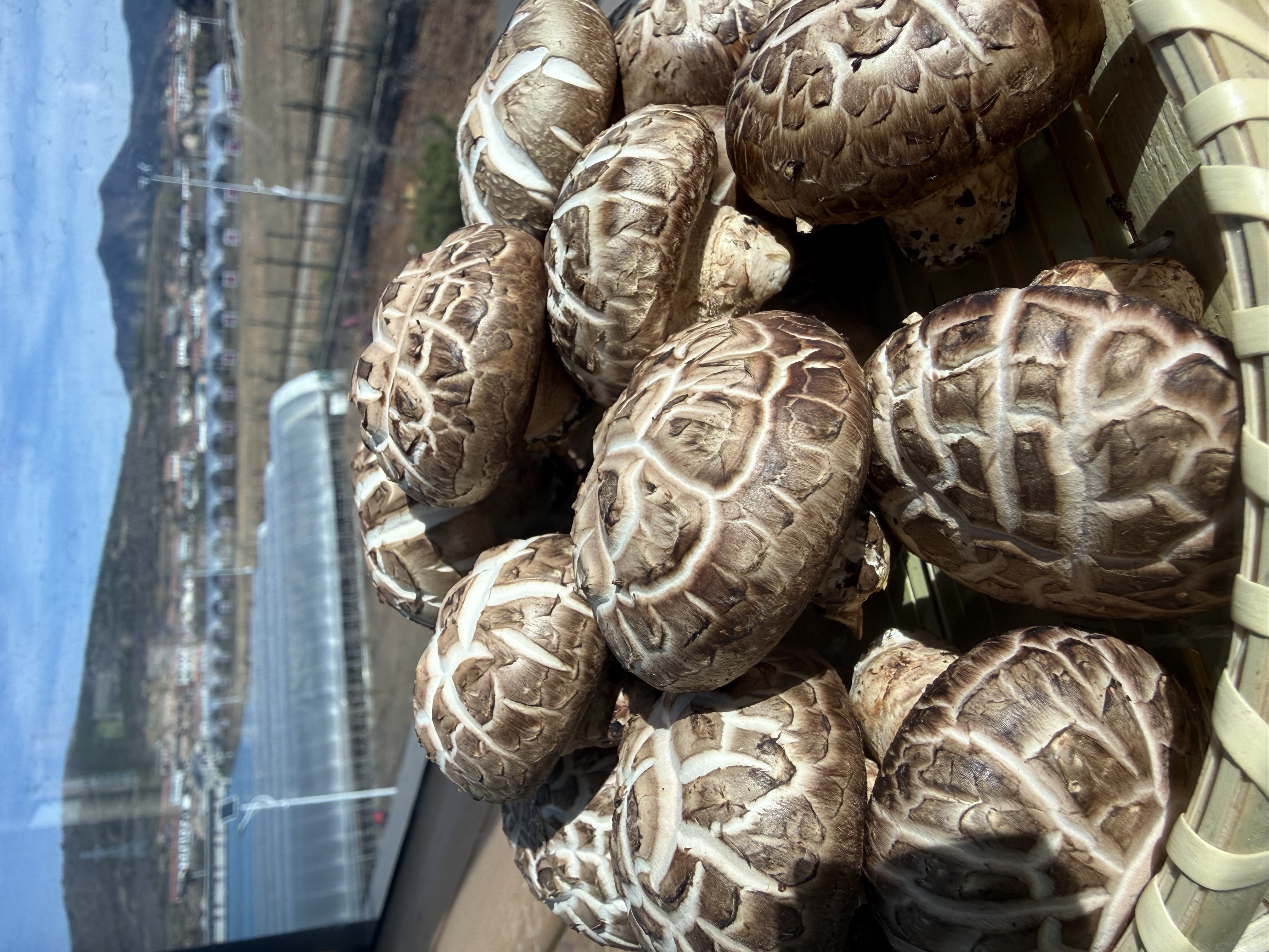镇店之宝体验装250g新鲜花菇