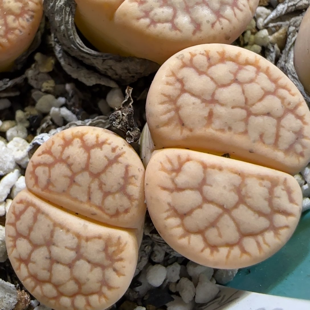 1.14 上播福利 镇魂石 6014