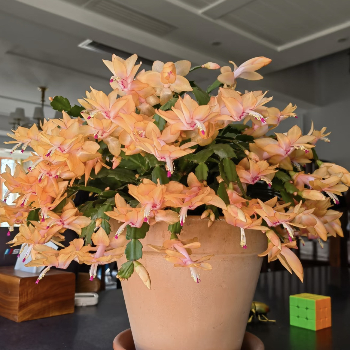 黄金索菲亚蟹爪兰盆栽庭院阳台爆花强花卉新手易养护