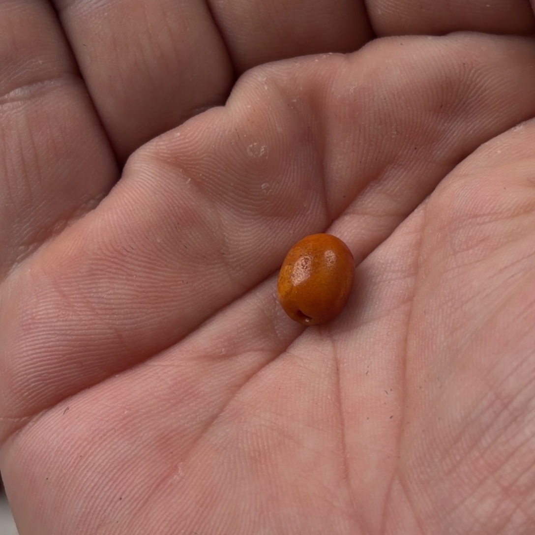 知***瑾蜜蜡未镶嵌颈饰老蜜蜡