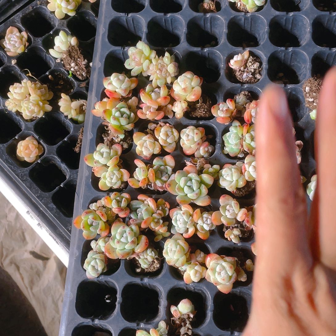 琥珀冰玉群不售后穴一个满25包邮