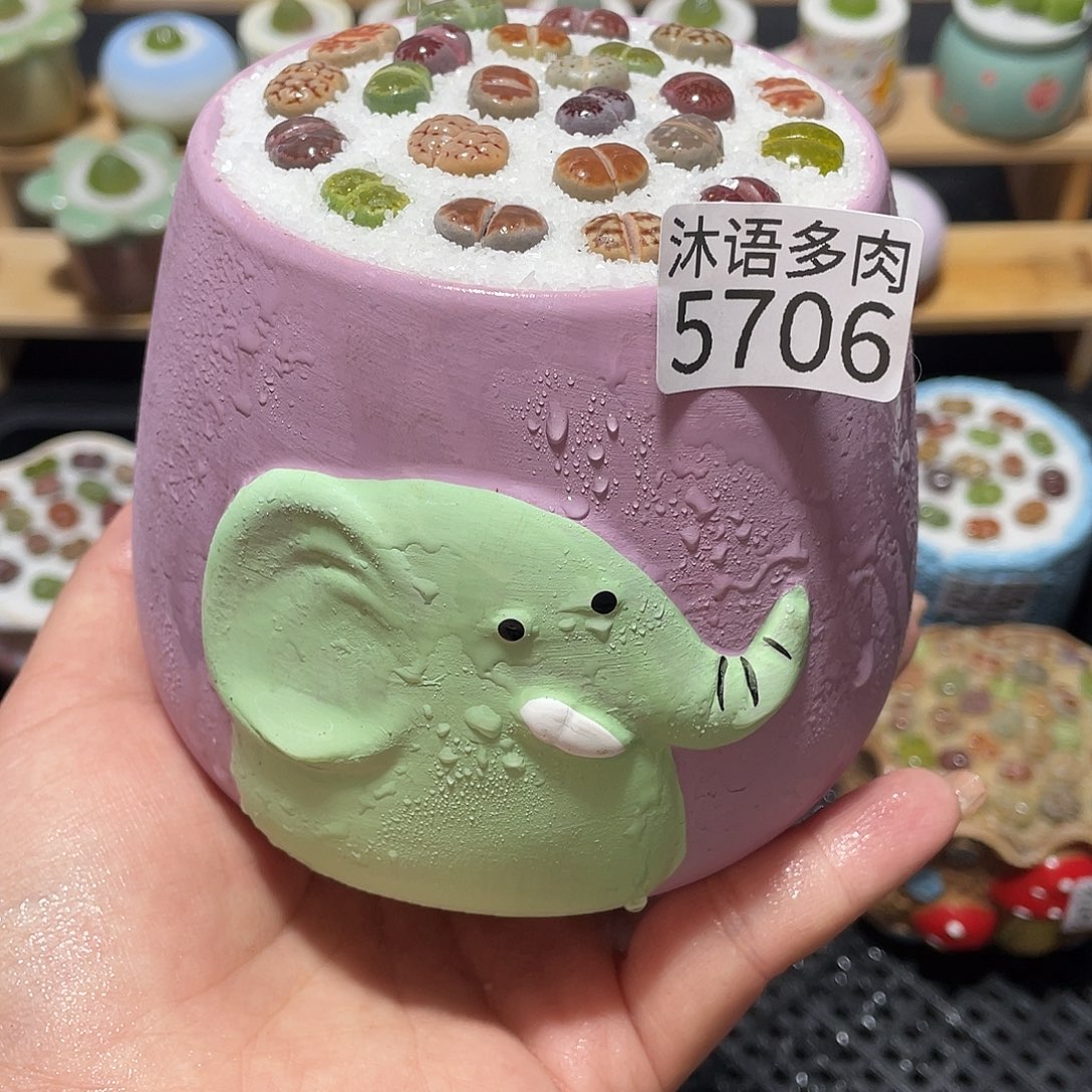 带盆土植物 一物一拍5706