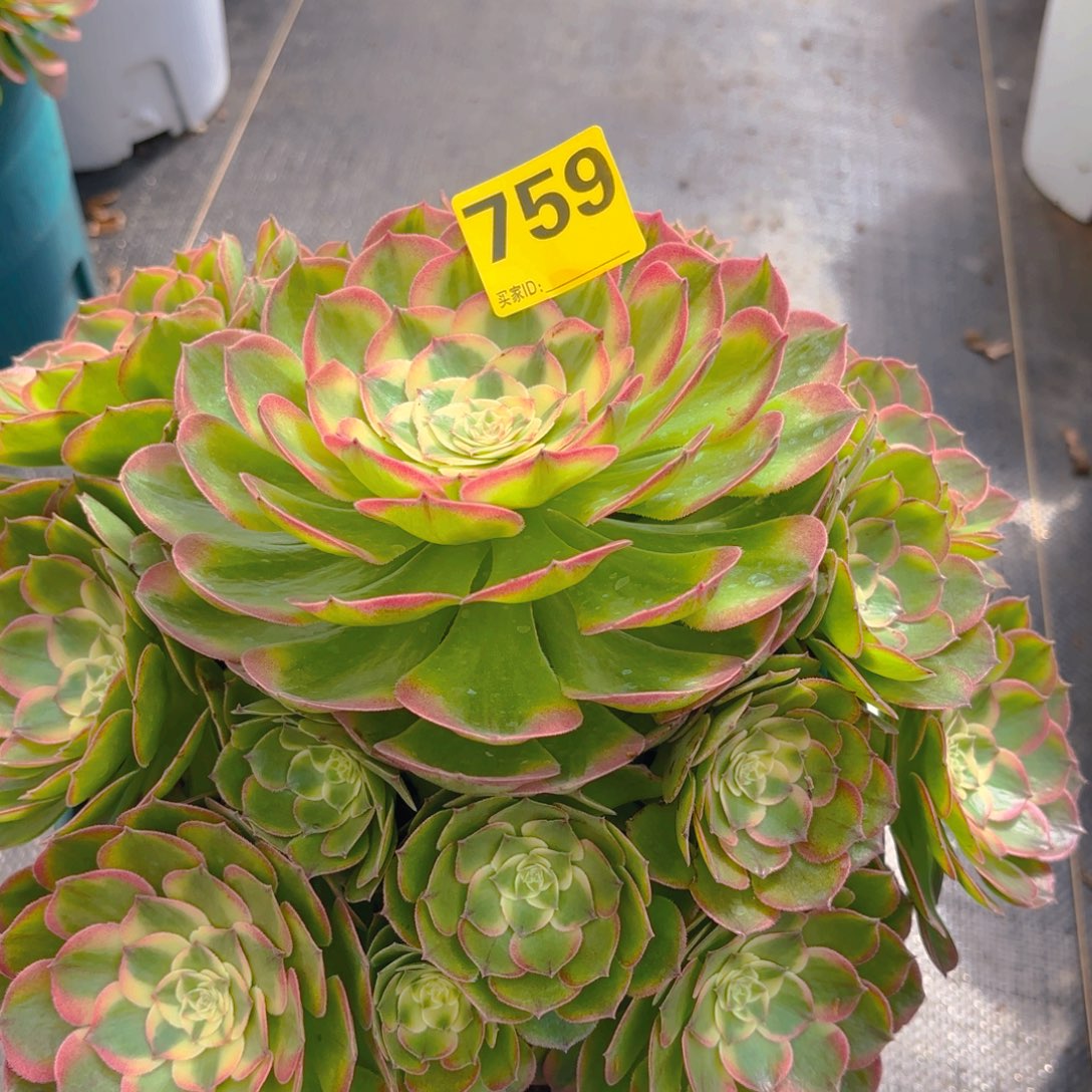 我***莲759 12345678 海鲜