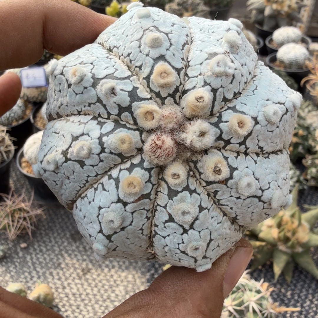 螺旋鸾凤兜多肉植物