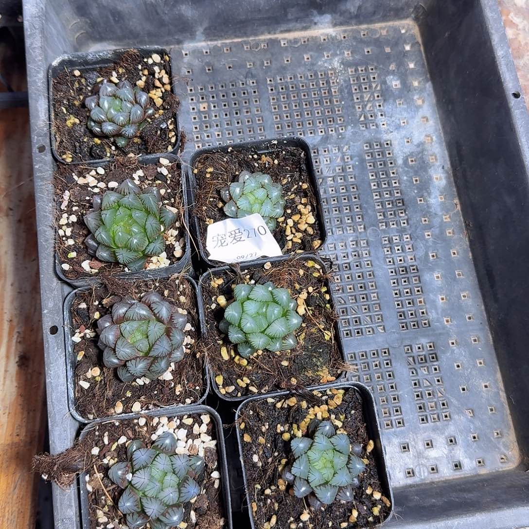 直播福利一物一拍270