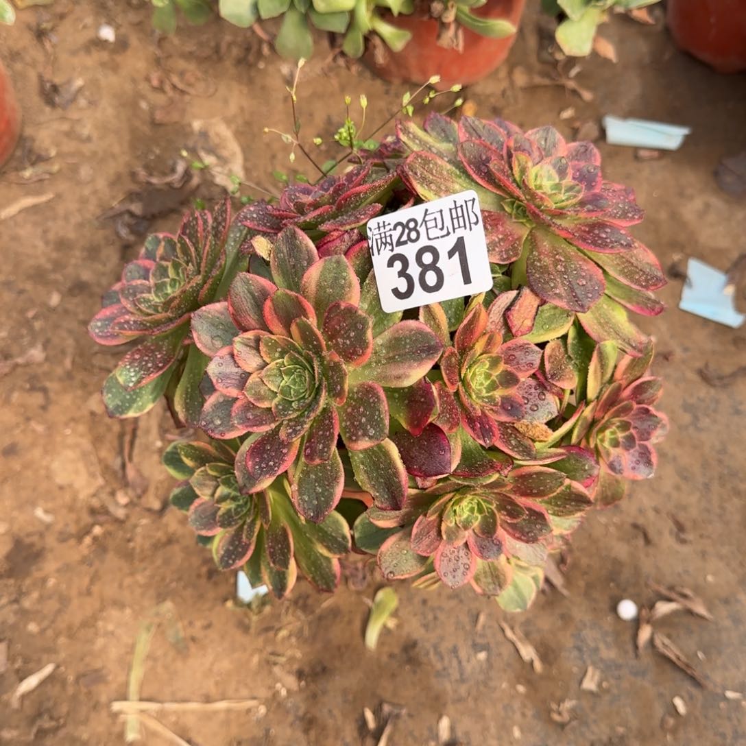 万黄锦多肉381满28包邮断枝不包瑕疵