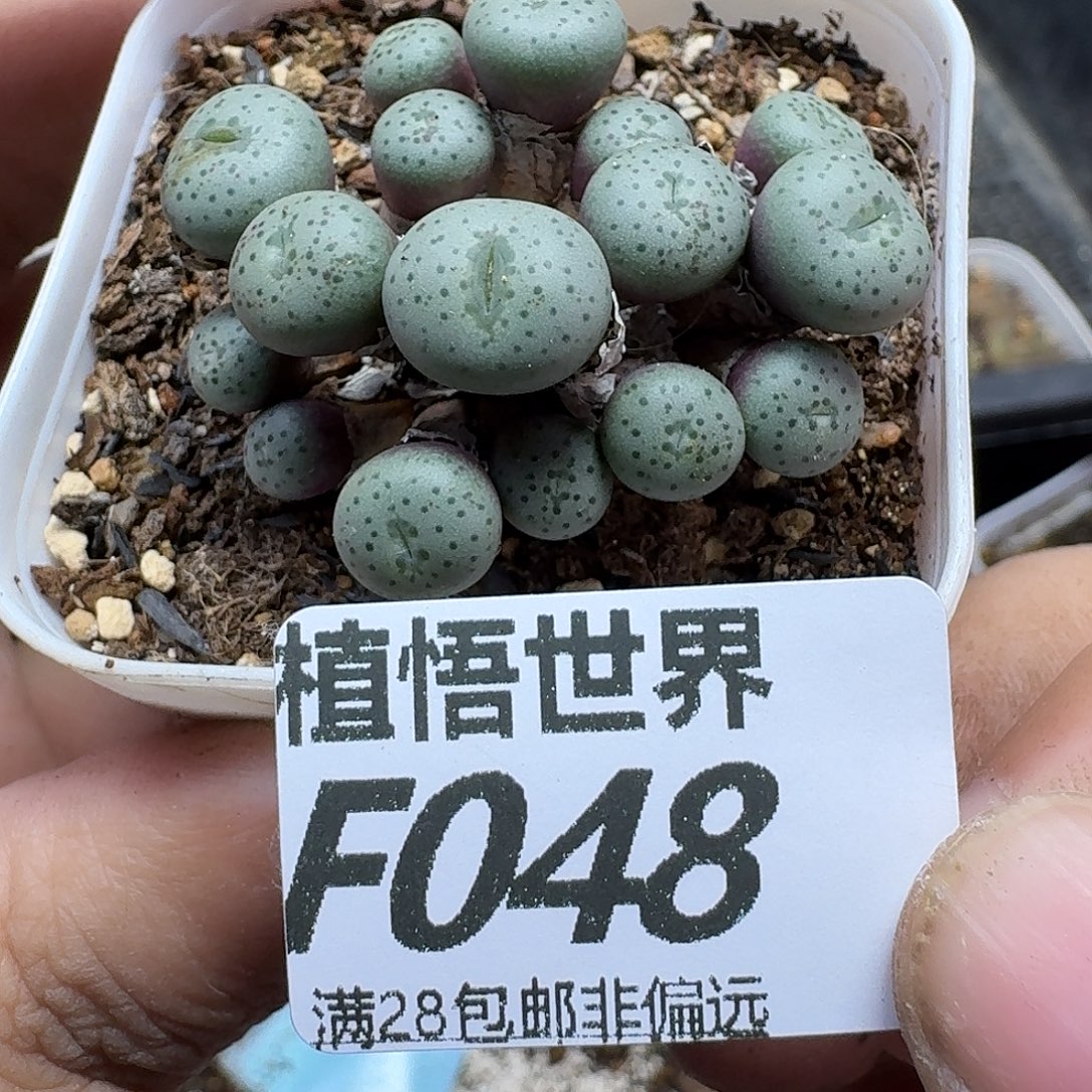 多肉植物的润泽fbb