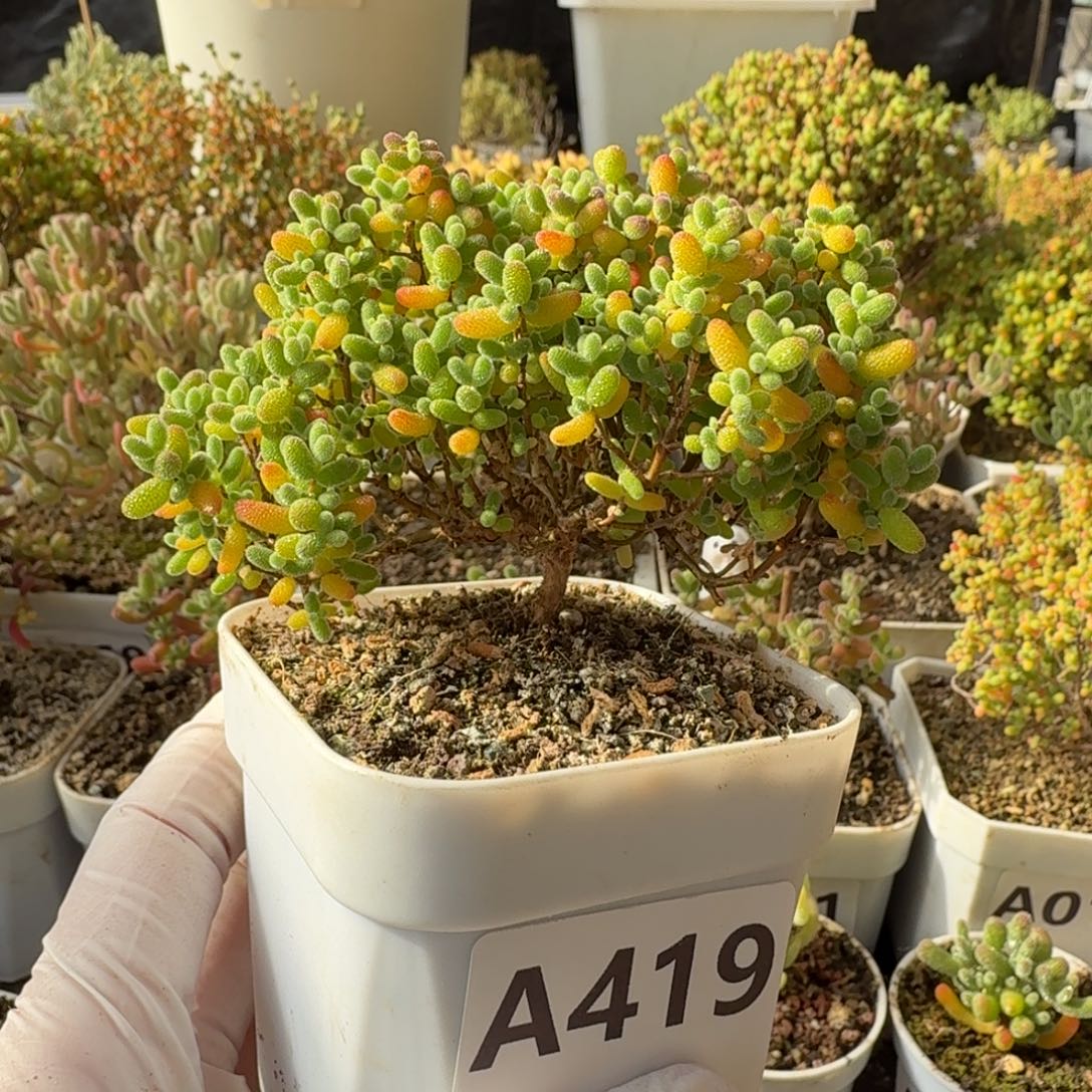 A419扇形蜜橘糖球枝干