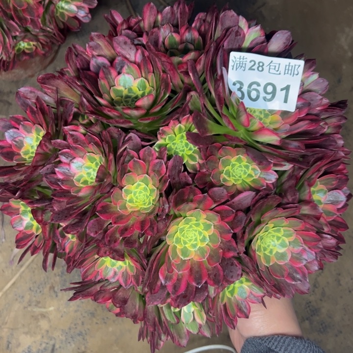 3691朝霞多肉植物