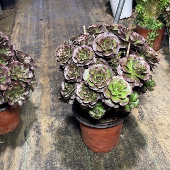 18魅金多肉植物多肉多肉