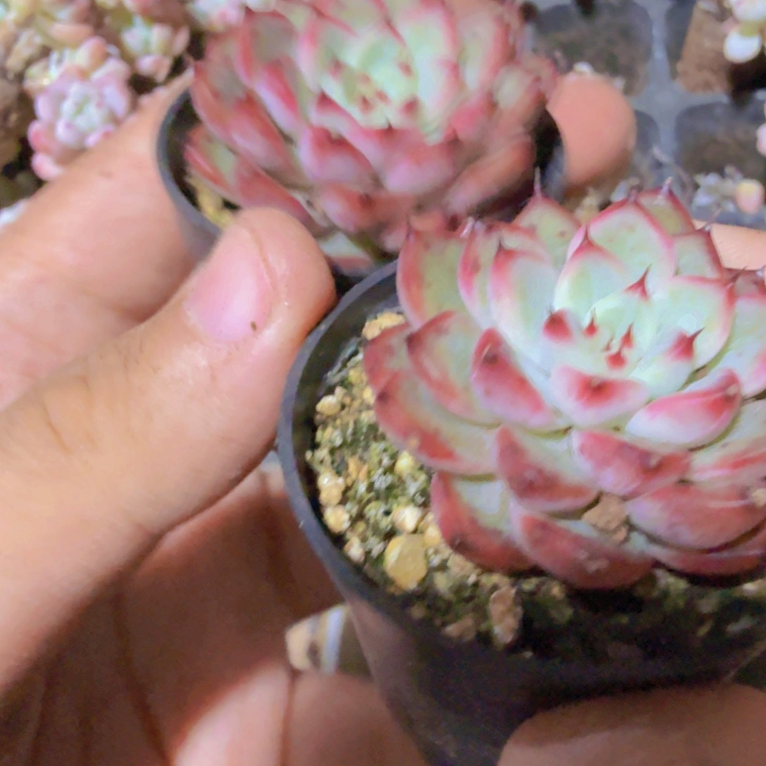 星光珍妮两盆一组 