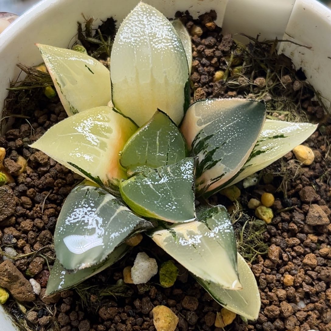 30克锦福利专场多肉