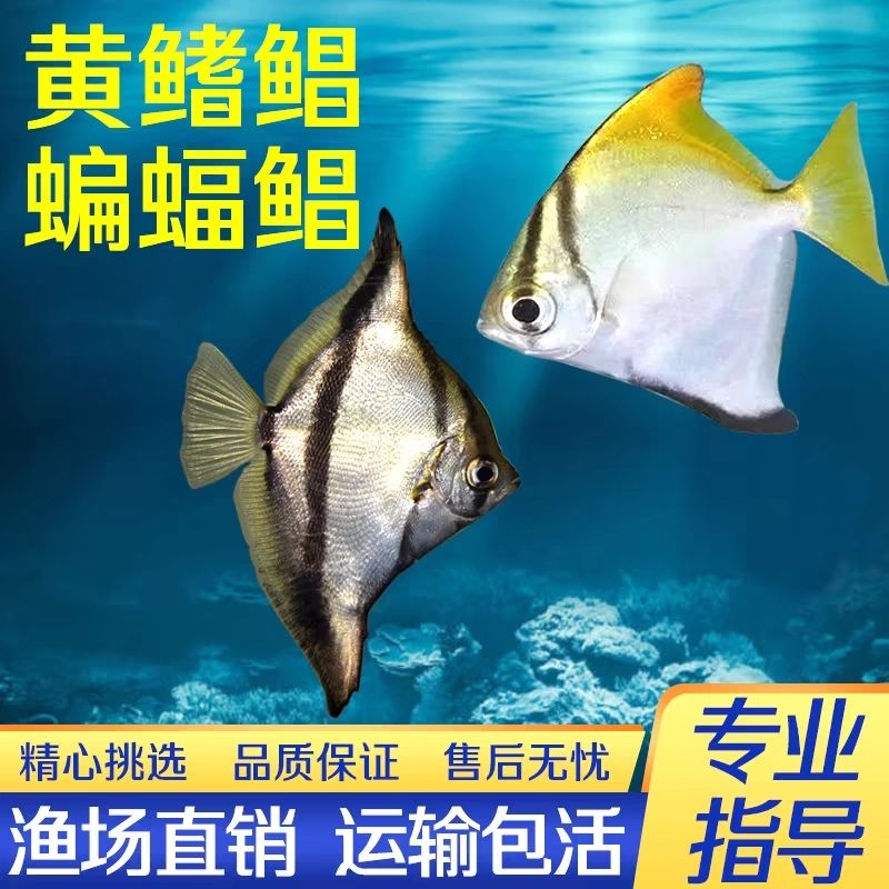 热带淡水观赏鱼蝙蝠鲳 黄鳍鲳 超萌好养