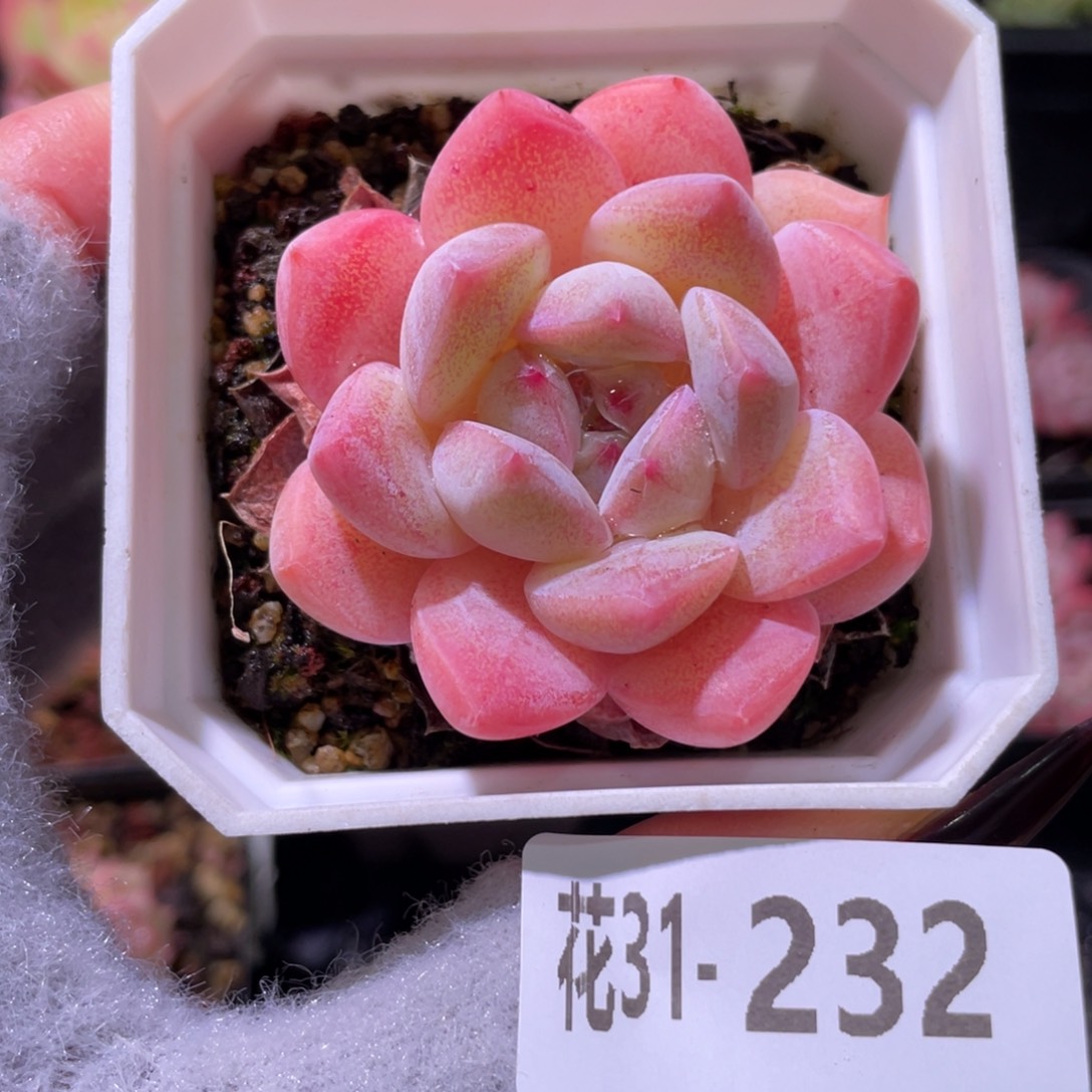 花利美31-232新品