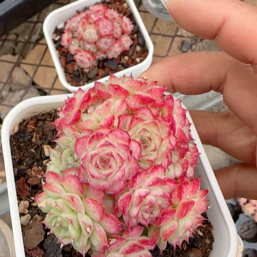 【闪购商品】0203-130女王