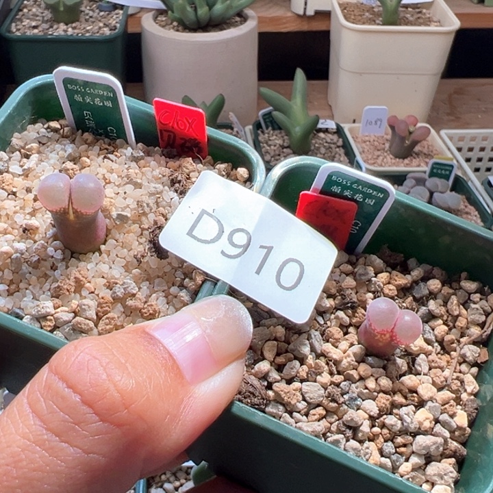 A910。专拍。 优选超好看c10X贝瑞。 流沙差价。  