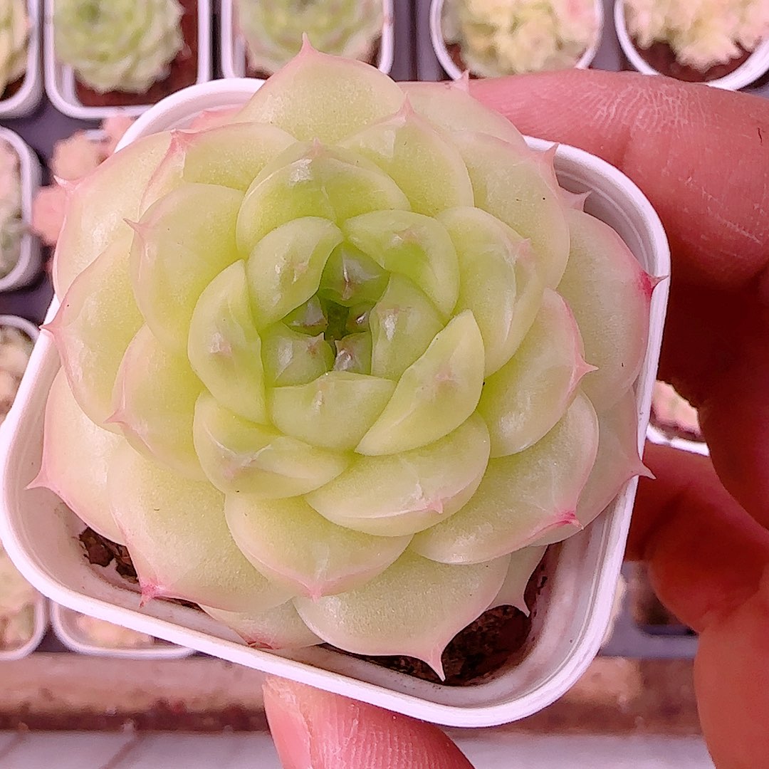 1130-104（p3-71）优选