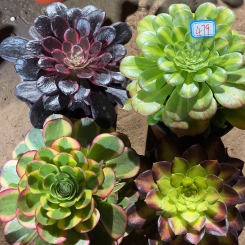 479多肉植物组合