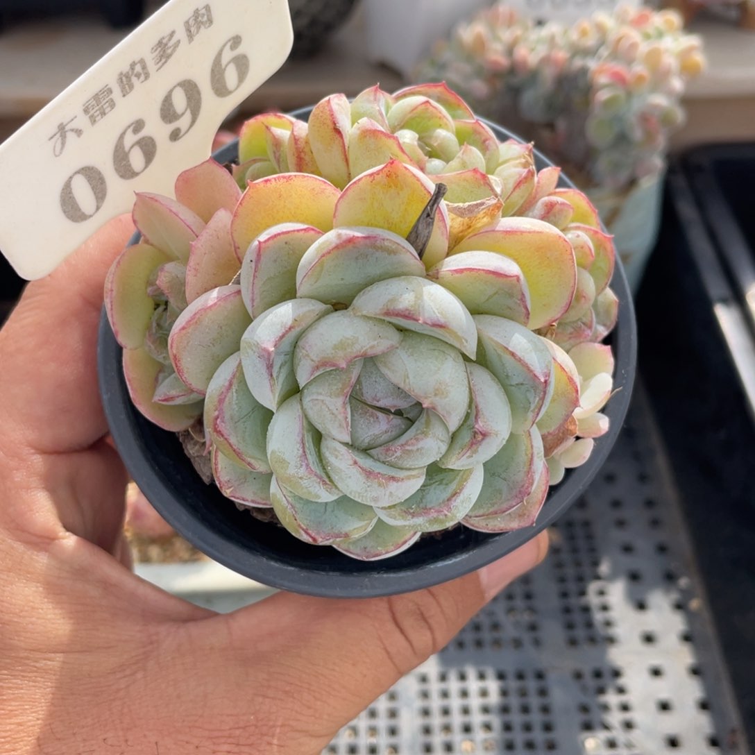 0696胖虎不带盆8厘米