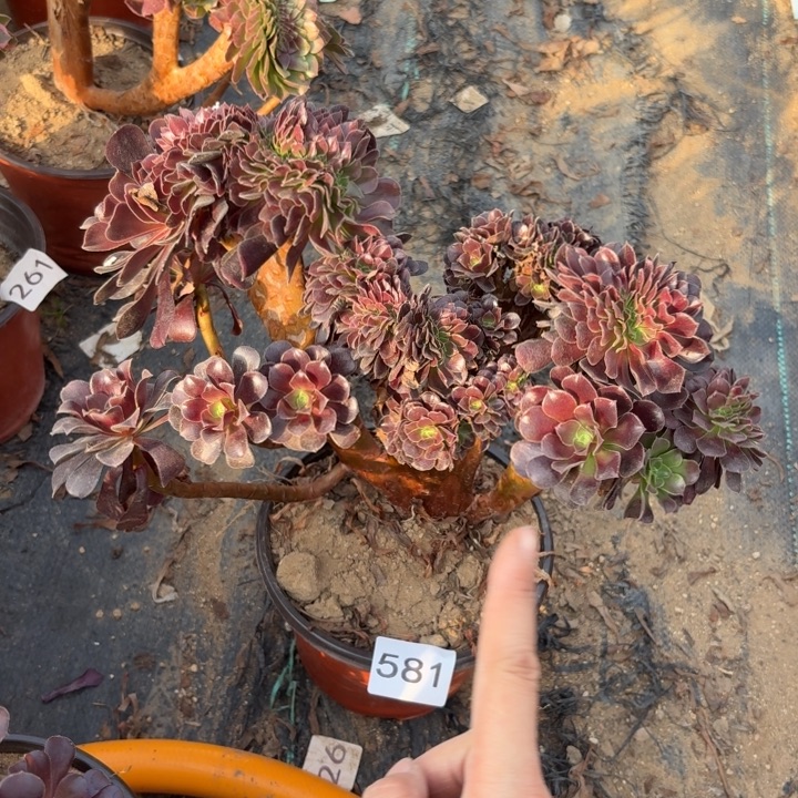 欧紫缀多肉植物不包损581