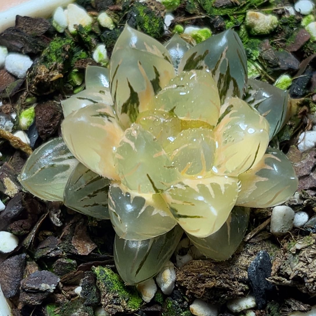 恭喜发财大吉大利838