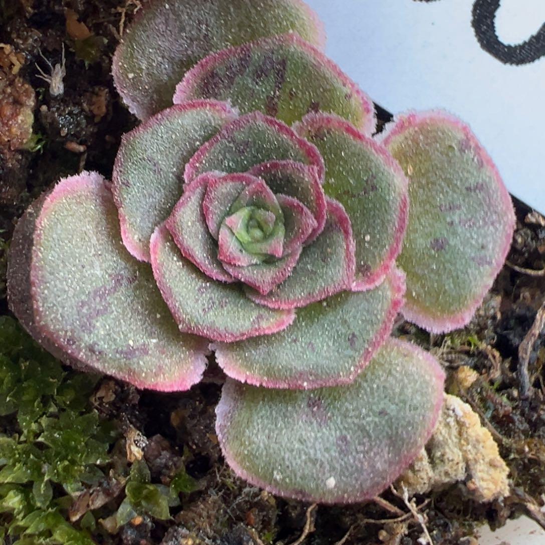 陈陈809鎏绪微梦。   