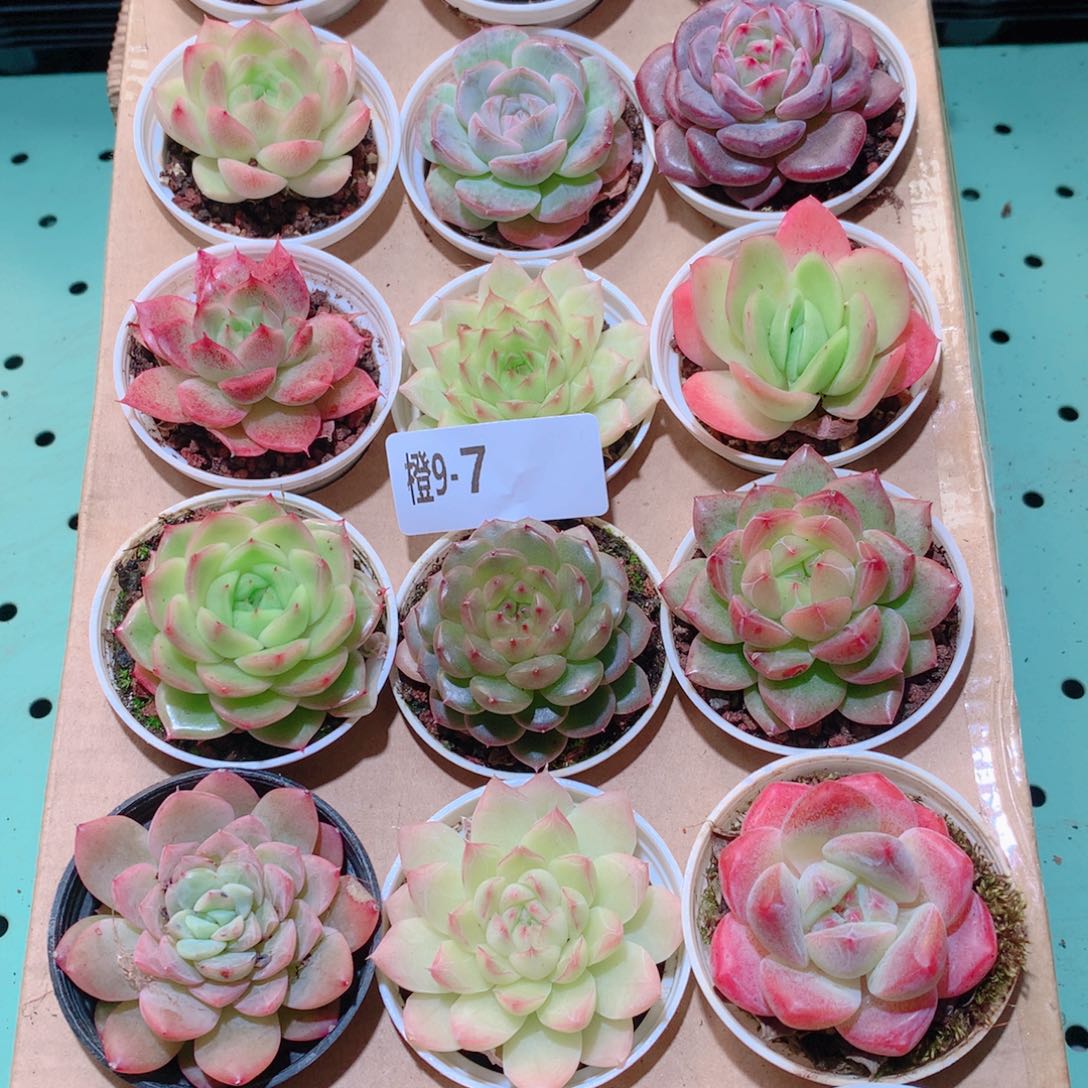 9-7一物一拍多肉带盆18颗
