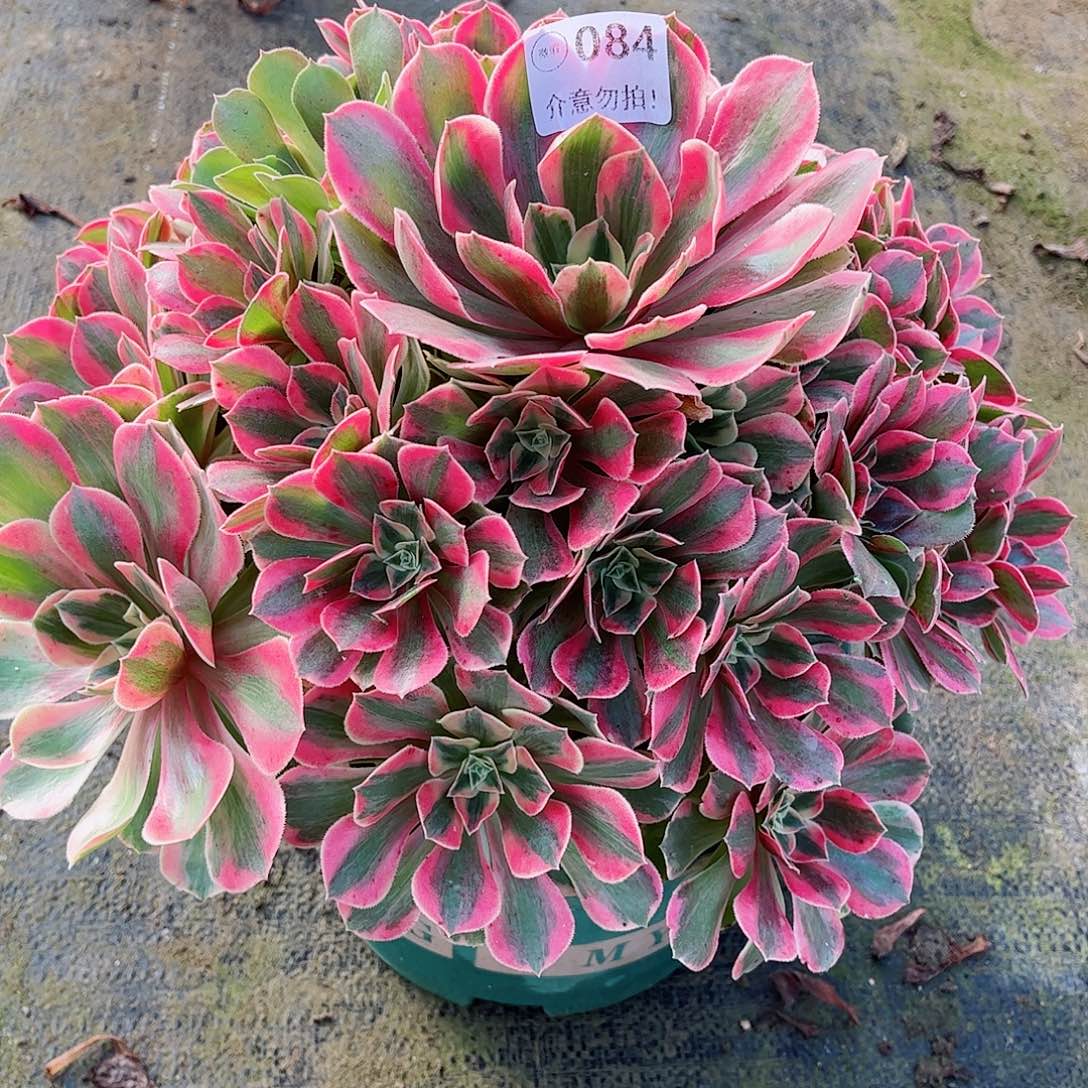 无花朵多肉植物粉水晶084