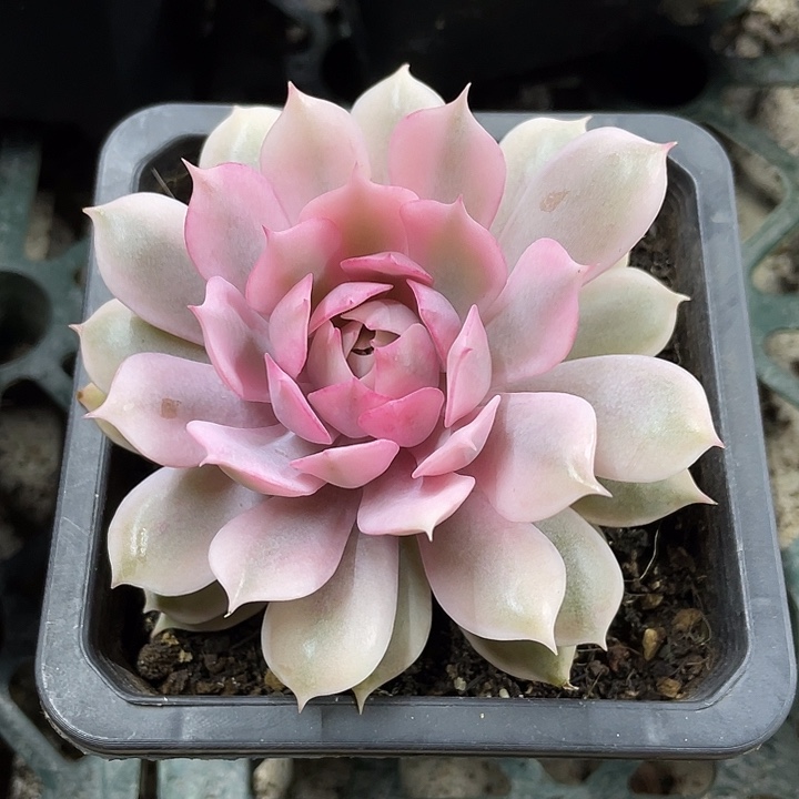 粉蝶锦一物一拍一物一拍