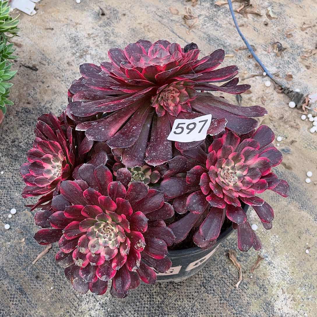 多肉植物烟花597