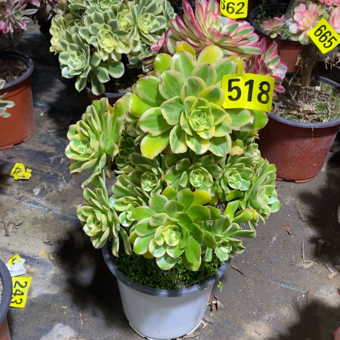 燕日伞多肉法师518