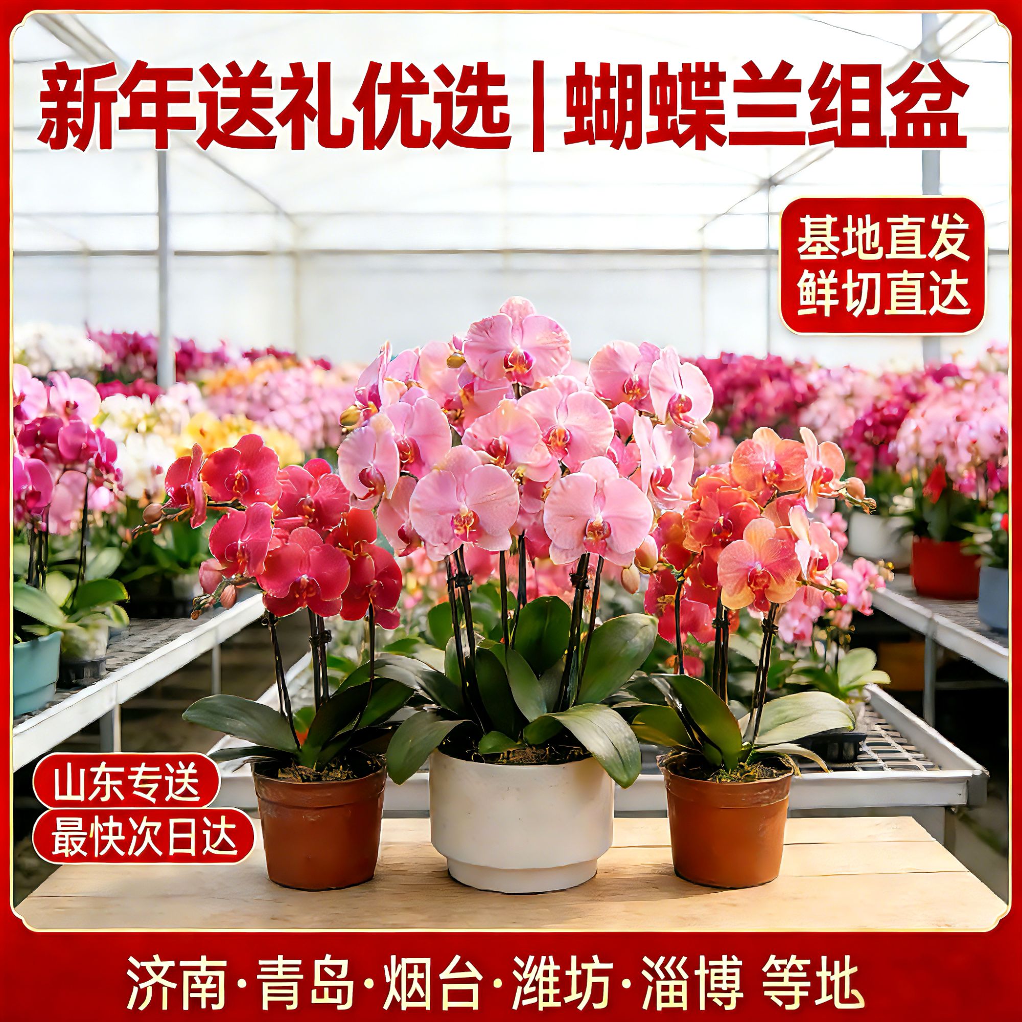 山东省蝴蝶兰组盆同城鲜花速递年宵花开业乔迁济南青岛烟台潍坊一物一拍