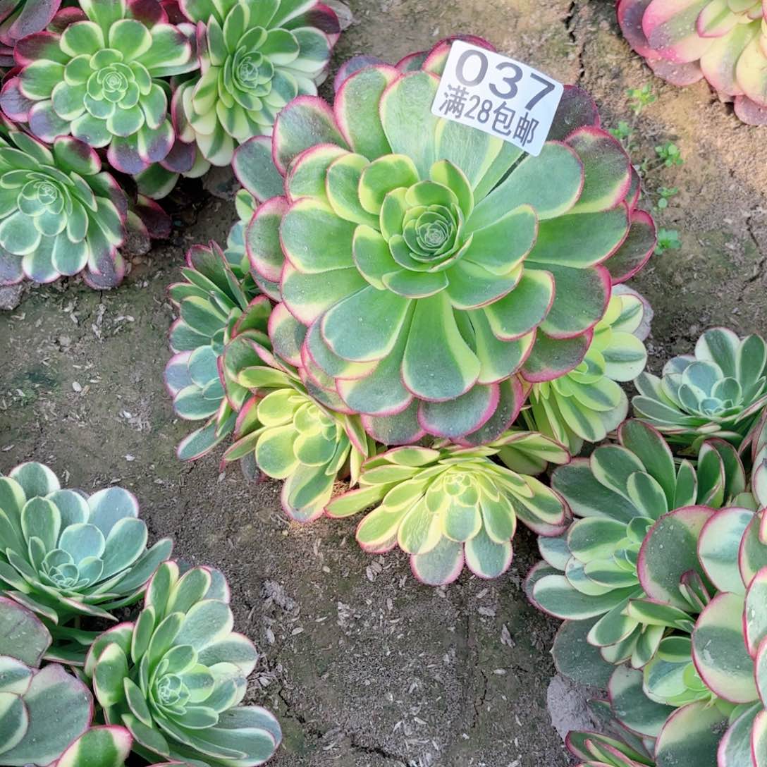 K. 037奶白多肉1111111