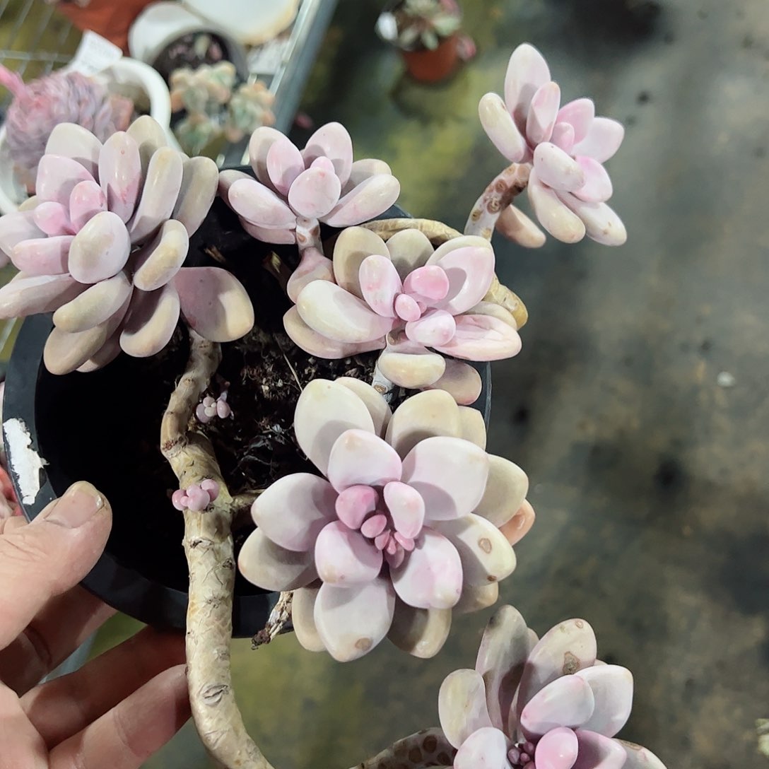 桃蛋160杯整桩老桩