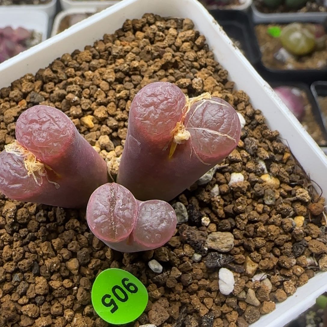 红风铃群白花多肉905